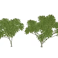 Two Arbor Trees With Lush Green Foliage And Natural Branch Design