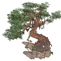 Ancient Arbor With Thick Twisted Trunk Exposed Roots And Lush Green Leaves On Rocky Base