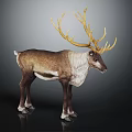 Brown And White Reindeer With Large Golden Antlers Standing On Dark Background