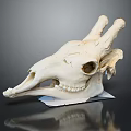 Medical Anatomical Skull Model For Veterinary Educational Teaching Training Lab Tool 3d model