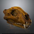 Large Feline Animal Skull With Sharp Teeth And Brown Bone Structure