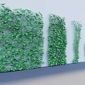 Green Vines Growing On White Wall With Various Dense Leaf Patterns For Decorative Garden Design 3d model