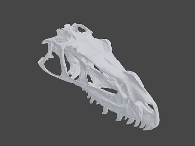 Detailed Dinosaur Skull Fossil With Anatomical Skeletal Structure On Gray Background 3d model