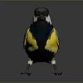 Small Colorful Bird With Black Head White Cheek Yellow Belly And Blue Wings