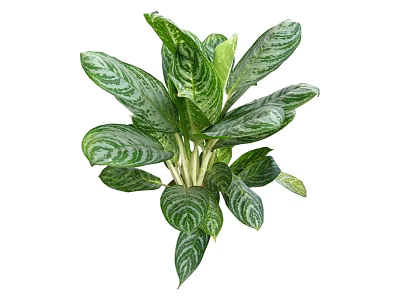 Indoor Green Plant With Green And White Variegated Leaves For Home Decor 3d model