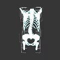 Chest Organs 3D Skeletal Model Showing Rib Cage And Spine Structure