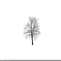 Tall Arbor With Snow Covered Bare Branches Against Brown Background 3d model