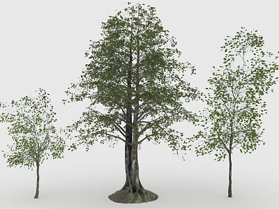 Three Trees Featuring One Large And Two Smaller With Lush Green Leaves And Sturdy Trunks 3d model