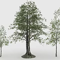Three Trees Featuring One Large And Two Smaller With Lush Green Leaves And Sturdy Trunks