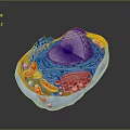 3D Rendered Eukaryotic Cell Structure With Organelles Nucleus And Mitochondria