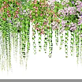 Lush Hanging Vines Adorned With Pink Purple Flowers And Green Leaves
