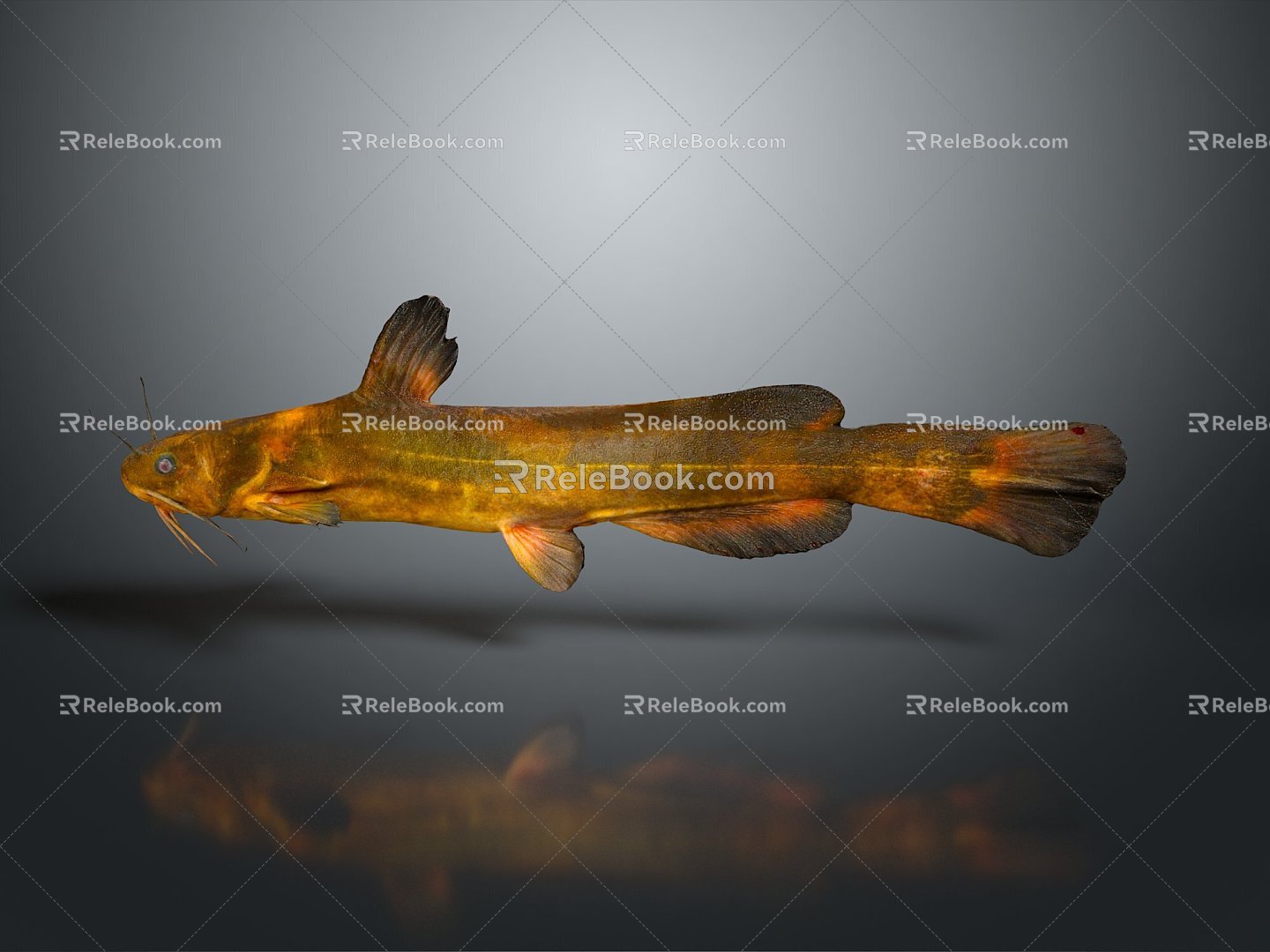 Japanese Striped Misgurnus anguillicaudatus Inner Mongolia Loach Cyan Misgurnus anguillicaudatus Large Scale Misgurnus anguillicaudatus Pseudo Autumn Two-Color Middle Misgurnus anguillicaudatus 3d model