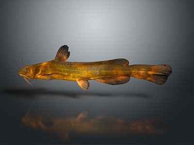 Japanese Striped Misgurnus anguillicaudatus Inner Mongolia Loach Cyan Misgurnus anguillicaudatus Large Scale Misgurnus anguillicaudatus Pseudo Autumn Two-Color Middle Misgurnus anguillicaudatus 3d model