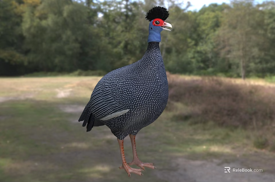Guinea Fowl With Spotted Plumage In Nature 3d model 