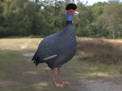 Guinea Fowl With Spotted Plumage In Nature 3d model