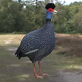 Guinea Fowl With Spotted Plumage In Nature