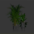 Lush Green Indoor Plants In Metal Planters On Reflective Dark Surface
