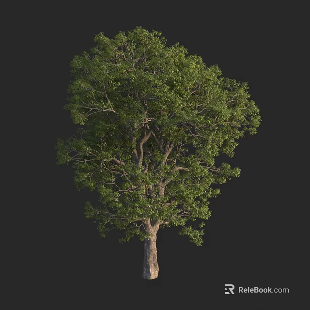 Standing Tall Lush Green Arbor With Dense Foliage And Thick Trunk 3d model