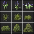 Different Varieties of Garden Shrubs with Green Leaves Purple Flowers and Various Shapes