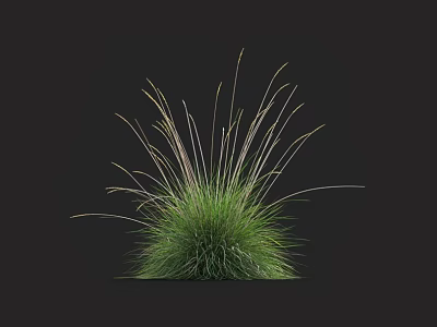 Green Grass Displaying Slender Leaves and Rounded Shape Against Black Background 3d model