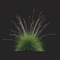 Green Grass Displaying Slender Leaves and Rounded Shape Against Black Background