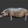 Realistic 3D Hippopotamus Figure With Gray Pink Body Green Feet On Dark Reflective Background