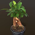 Lush Potted Bonsai Plant with Thick Trunk Exposed Roots and Green Leaves in Black Pot