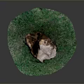 Natural Green Grass Plant Growing Around Weathered Wooden Stump On Circular Base