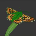 Orange and Black Patterned Butterfly Perched on Green Leaf Against Black Background 3d model