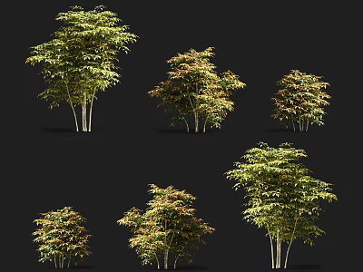 Different Forms of Bamboo Like Plants With Slender Trunks And Green Yellow Green Leaves 3d model