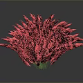 Vibrant Red Feathery Flower with Fluffy Spherical Form Against Dark Background 3d model