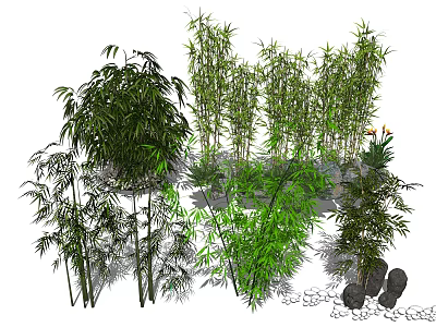 Various Bamboo Species In Natural Garden With Green Foliage And Stone Decorations 3d model
