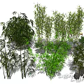 Various Bamboo Species In Natural Garden With Green Foliage And Stone Decorations