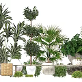 Various Bonsai Potted Plants with Stylish Planters for Indoor Home Decor