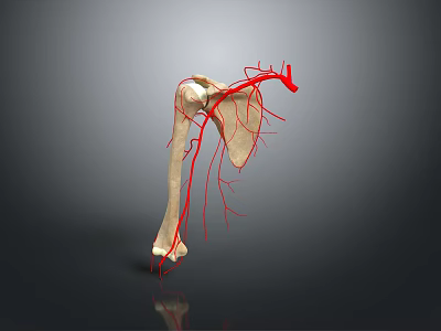 Medical Device 3D Anatomical Model of Human Bone with Blood Vessels 3d model