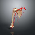 Medical Device 3D Anatomical Model of Human Bone with Blood Vessels