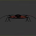 Insect with Red Wings Black Legs and Long Antennae on Gray Background