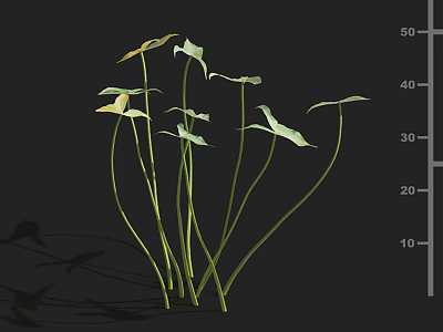 Green Plants With Long Stems Various Shaped Leaves On Black Background Shadows And Height Scale 3d model