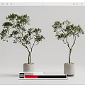 Two Potted Bonsai Trees With Green Leaves Dark Trunk In Gray Concrete Pot