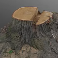 Arbor Tree Stump Showing Cut Surface Exposed Roots And Wooden Texture In Natural Environment