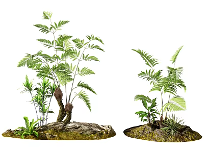 Lush Green Ferns and Various Plants Growing on Mossy Ground with Stones 3d model