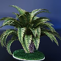 Lush Green Palm Tree with Feathery Fronds on Grassy Circular Base Against Dark Blue Background
