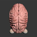 Medical Device Featuring Anatomical Brain Model With Connected Eyeballs 3d model
