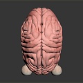 Middle Middle Meningeal Artery Middle Dural Artery in Modern Cerebral Middle Meningeal Artery 3d model