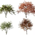 Various Deciduous Trees with Green Red and Brown Foliage for Landscaping