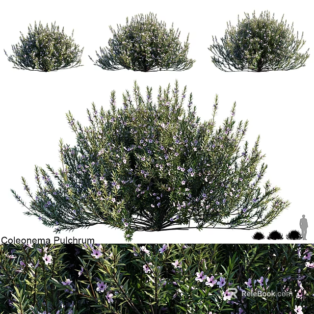 Coleonema Pulchrum Shrub With Purple Flowers And Dense Foliage For Landscape Design 3d model 