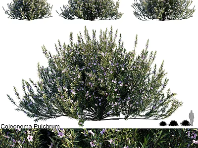 Coleonema Pulchrum Shrub With Purple Flowers And Dense Foliage For Landscape Design 3d model