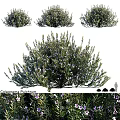 Coleonema Pulchrum Shrub With Purple Flowers And Dense Foliage For Landscape Design