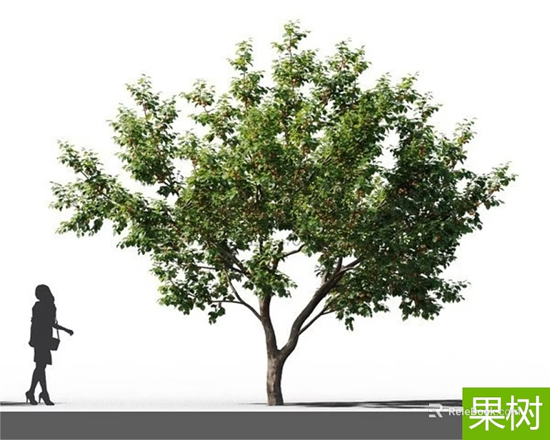 Tall Fruit Tree With Lush Green Foliage And Person Standing Beside It 3d model 