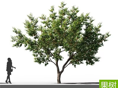 Tall Fruit Tree With Lush Green Foliage And Person Standing Beside It 3d model